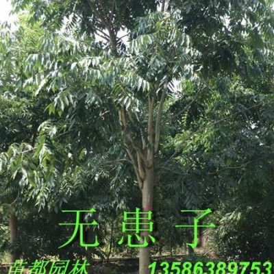 香樟種子 紅櫸樹(shù)種子 樸樹(shù)種子 欒樹(shù)種子 無(wú)患子種子