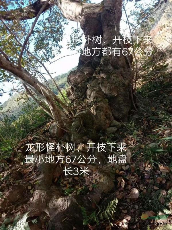 一顆龍盤樸樹  兩顆烏桕老妖怪   喜歡的老板可以詳談