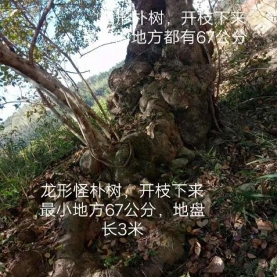 一顆龍盤樸樹  兩顆烏桕老妖怪   喜歡的老板可以詳談