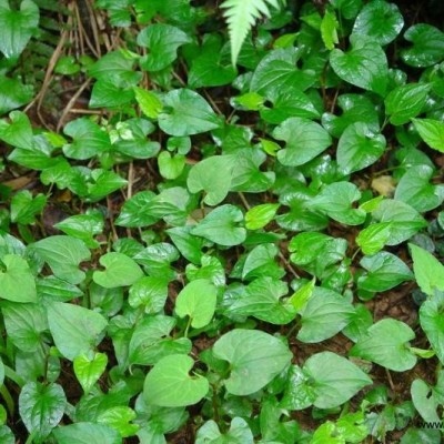 中華紅葉楊水臘、絲蘭小葉黃楊、小葉蚊母、龍柏、樸樹、大花月季