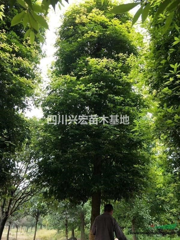 成都叢生樸樹基地大批量優(yōu)惠