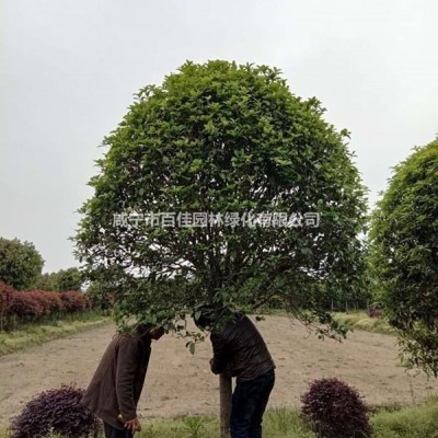 低價供應各種規(guī)格桂花，香樟，廣玉蘭，樸樹