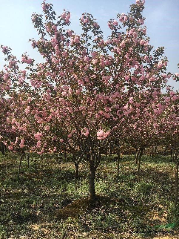 樸樹/安徽樸樹行情報價/樸樹圖片展示/樸樹價格