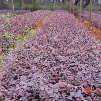 湖南樸樹 益陽樸樹 大樸樹 大沙樸 樸樹苗 精品樸樹