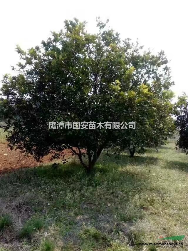 香泡.紫薇.枸骨.香樟.樸樹等