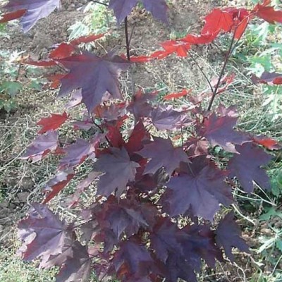 供應金葉水杉 黃金水杉 水杉