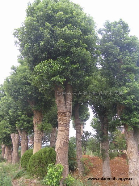 精品大香樟，大欒樹(shù)，香泡，水杉，