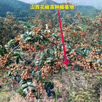 甜柿樹苗價(jià)格==1公分以上甜柿子苗+陽豐甜柿苗種植技術(shù)