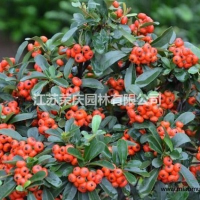 江蘇常年供應8公分~18公分紅烏桕  紅烏桕價格