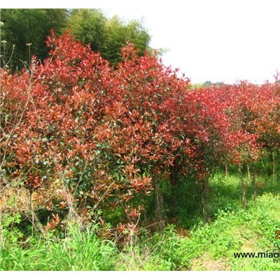 大量15-25cm大規(guī)格無(wú)患子苗木