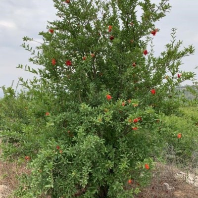 河南洛陽(yáng)花石榴