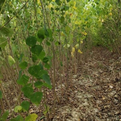 新采三角楓種子 價格實(shí)惠 芽率好