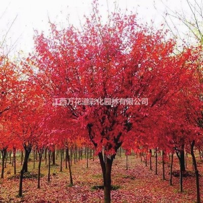 火焰桃萬花道重瓣紅花園林景觀造景效果好江西供應(yīng)1-10桃樹