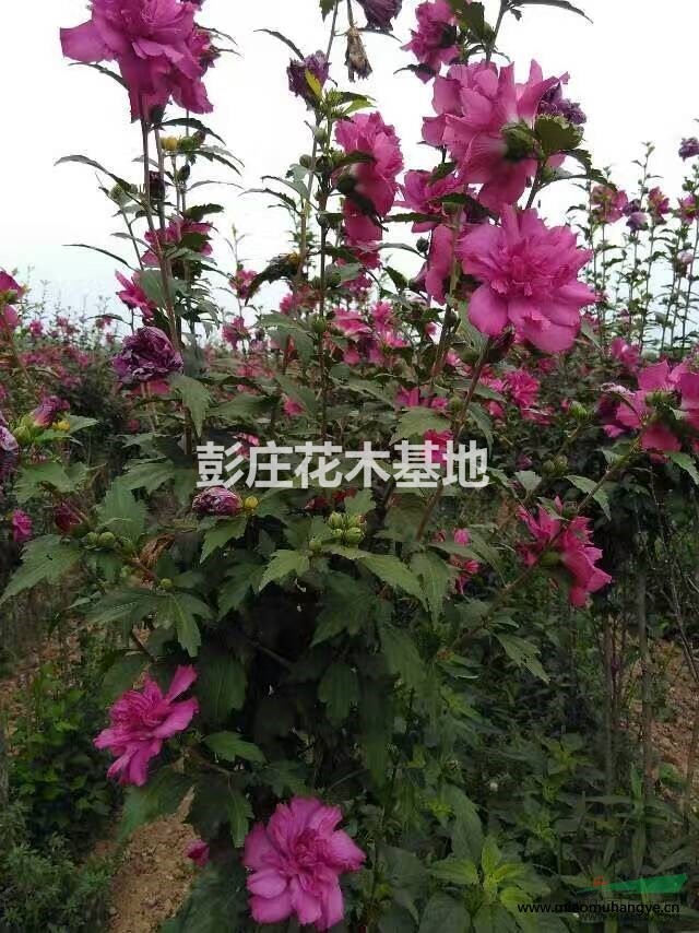 木槿和石榴牡丹