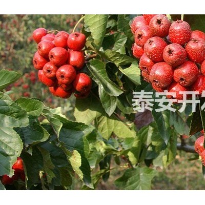 蒙陽紅石榴苗基地的價(jià)格