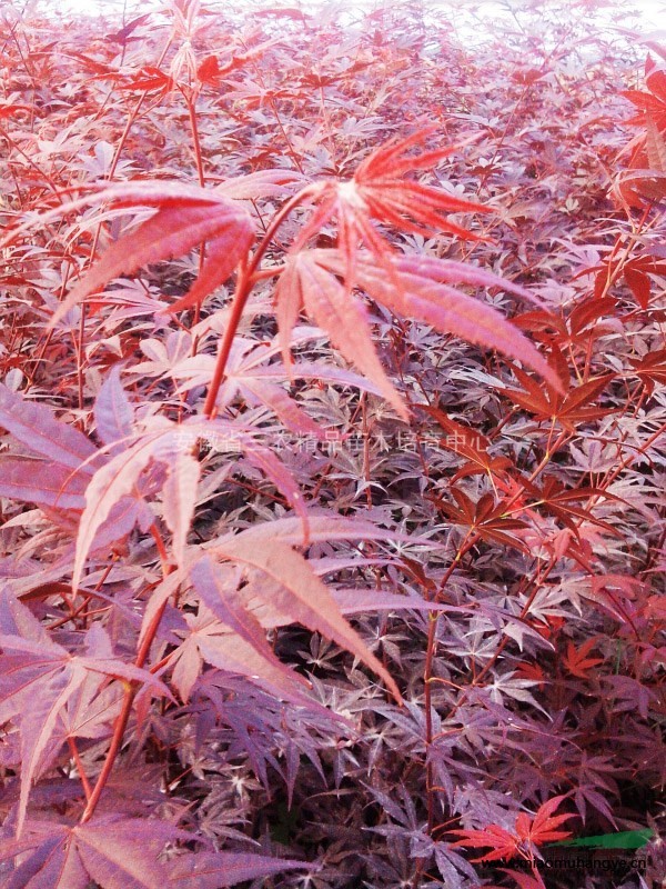 石榴紅羽毛楓