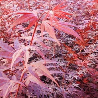 石榴紅羽毛楓