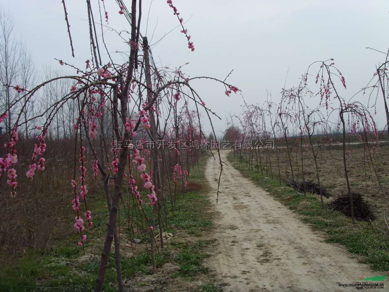 優(yōu)質特價紅花山楂產(chǎn)地直銷