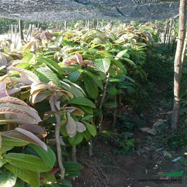 供應大果山楂苗