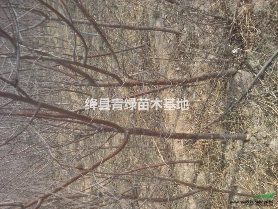 山桃苗 山西山桃苗基地 桃樹(shù)苗價(jià)格