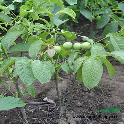 自貢核桃樹苗，川早2號核桃苗，自貢川早2號核桃苗