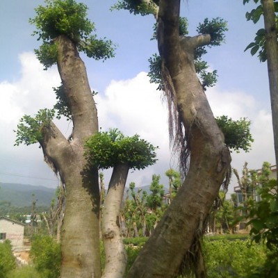 移植石榴樹(shù)