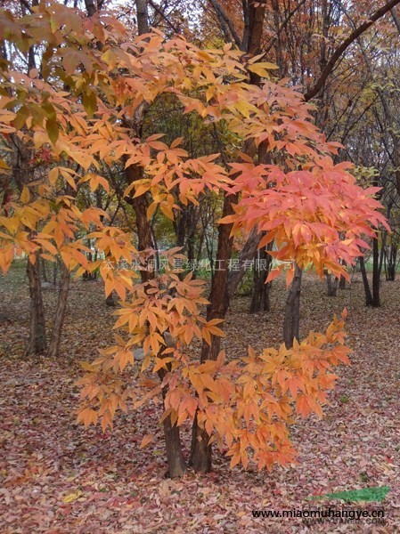 供應(yīng)東北五角楓，擰緊子槭