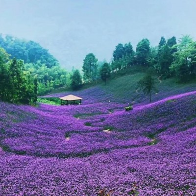 山東西府海棠青州批發(fā)種植報(bào)價(jià)基地