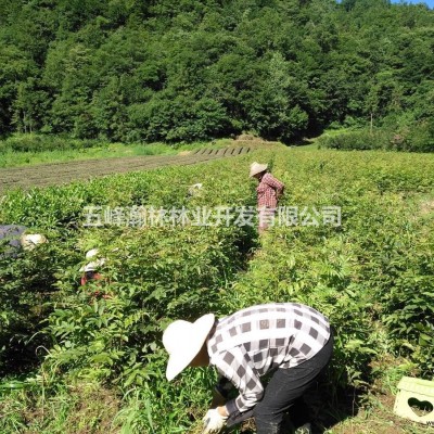 銀杏樹(shù)苗、銀杏樹(shù)苗價(jià)格、銀杏樹(shù)苗供應(yīng)商