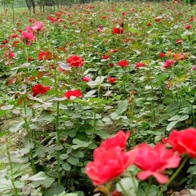 櫻花、香花槐、五角楓