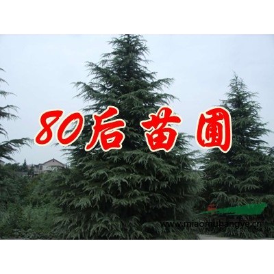 西府海棠價(jià)格銷售供應(yīng)報(bào)價(jià)參考信息