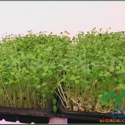 供應紅香椿種子5000公斤，提供芽菜培育技術(shù)