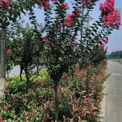 香花槐圖片\香花槐報價