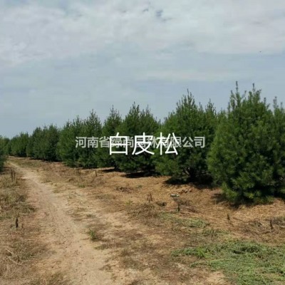 河南處理大規(guī)格精品香花槐