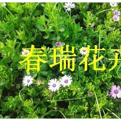 香花槐，月季樹