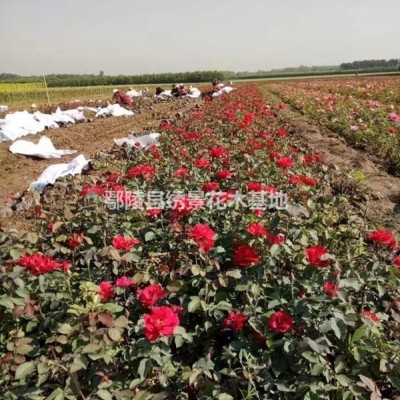 香花槐基地供應(yīng)大量，香花槐