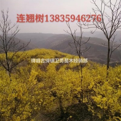 紅油香椿子批發(fā)==山西香椿子加工基地==香椿子產(chǎn)地報價