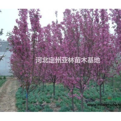 香花槐 香花槐價(jià)格 河北香花槐