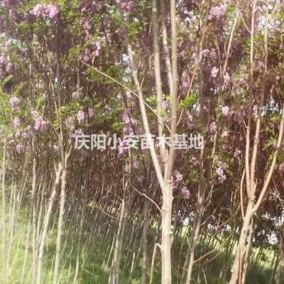 慶陽地區(qū)香花槐基地供應各種規(guī)格香花槐