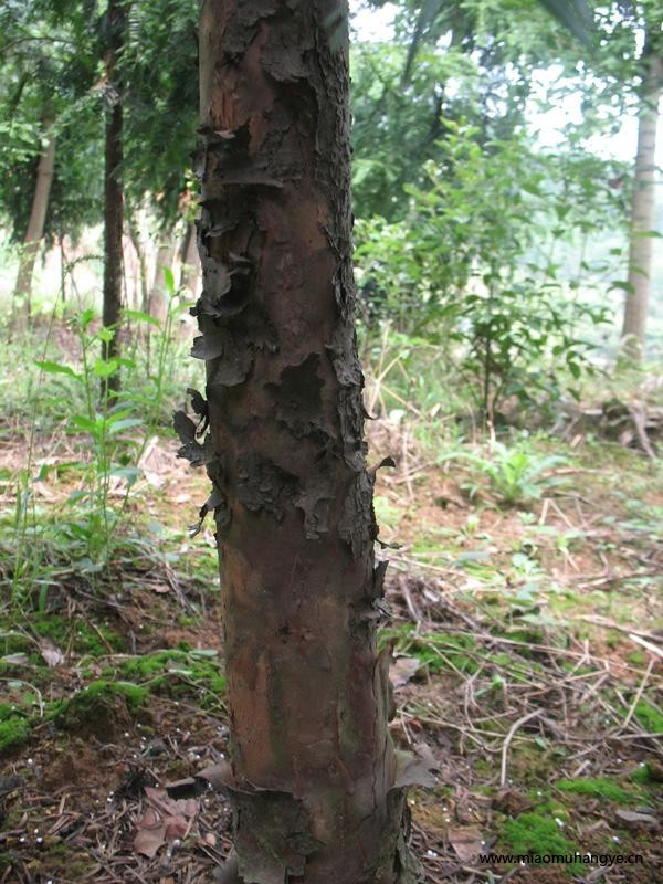 白玉蘭、桂花樹(shù)、銀杏樹(shù).紅豆杉