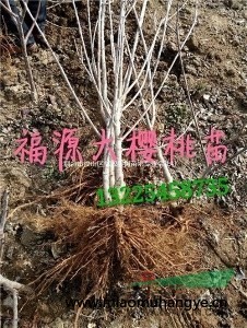 櫻桃苗/福源大櫻桃苗木sell/櫻桃