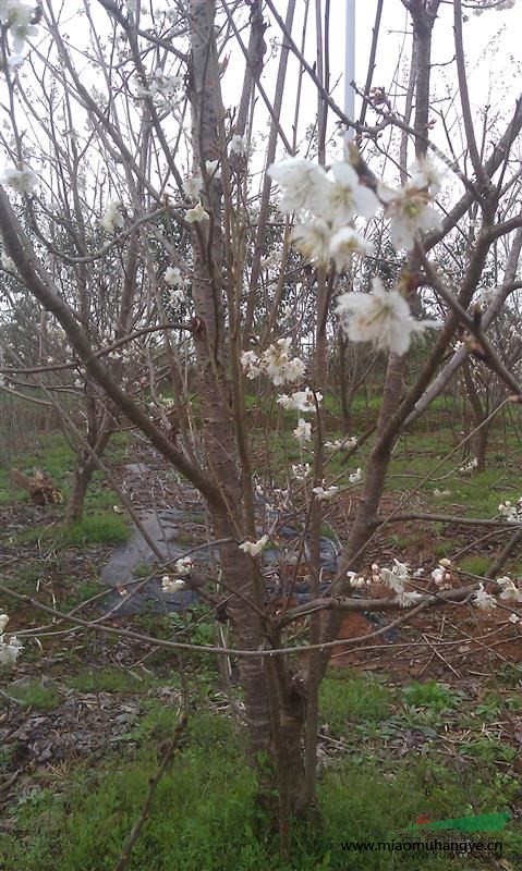 供應(yīng)紫薇、芙蓉、大果櫻桃苗木