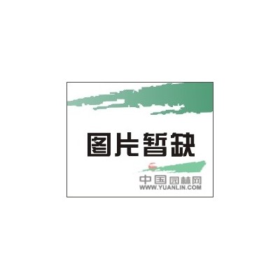 今年野櫻桃種子批發(fā)多少錢(qián)一斤