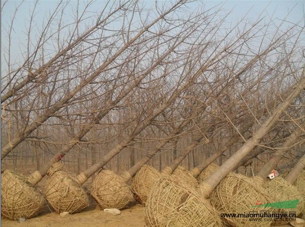 苗木基地長(zhǎng)期大量供應(yīng)各種規(guī)格實(shí)生嫁接銀杏樹