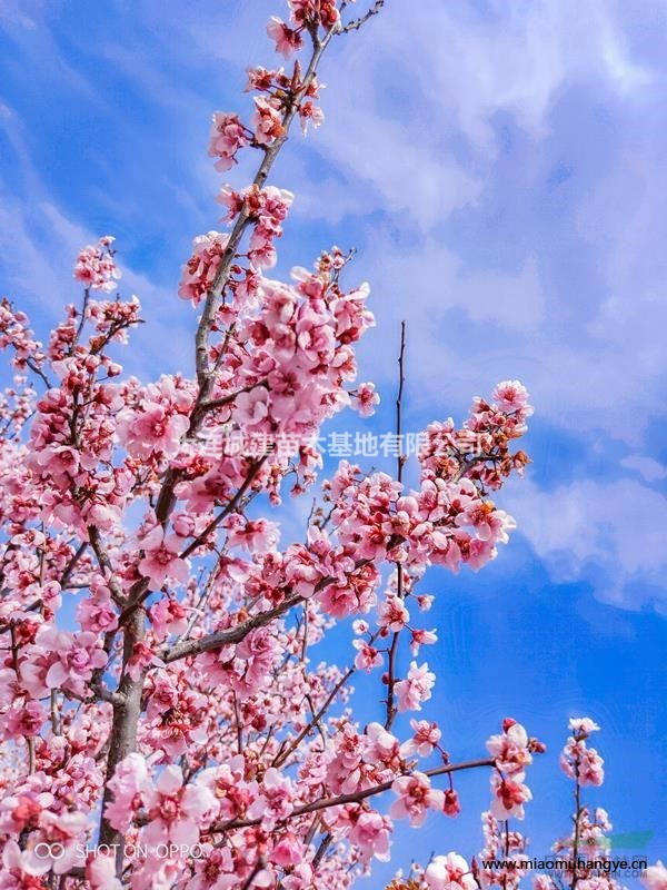 大連櫻花大連苗木大連苗木基地晚櫻關(guān)山櫻各類櫻花苗木