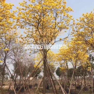 福建山櫻花袋苗的價格 漳州福建山櫻花大量供應