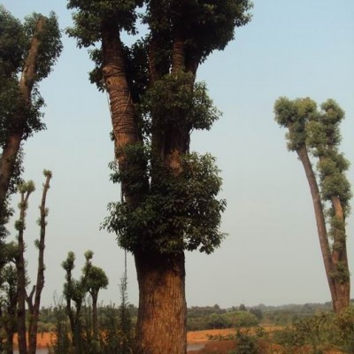 湖南榆樹，益陽榆樹，湖南榆樹基地