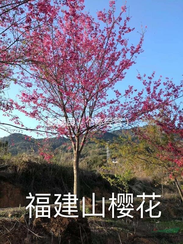 福建山櫻花 樹徑6公分-10公分 價(jià)格實(shí)在  供貨地福建南平武夷山