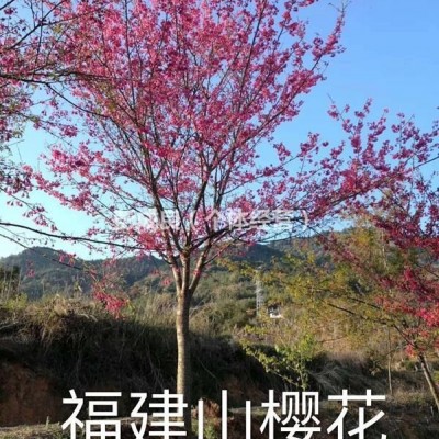 福建山櫻花 樹徑6公分-10公分 價格實在  供貨地福建南平武夷山