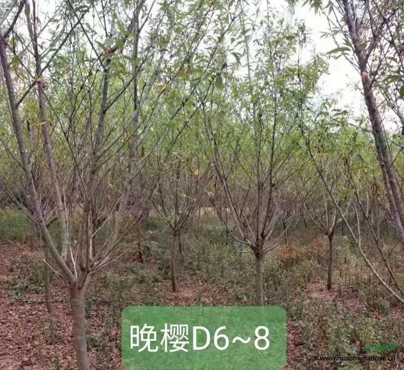 大量供應(yīng)D6-8公分櫻花，價格優(yōu)惠。